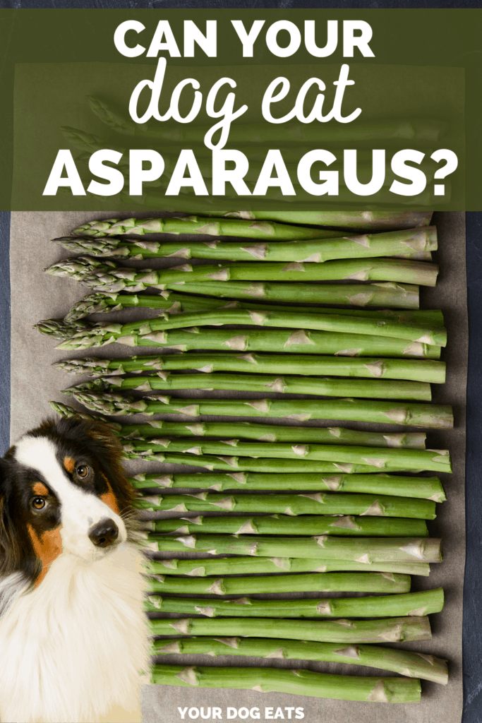 a dog next to a tray of asparagus with a text overlay that says can your dog eat asparagus