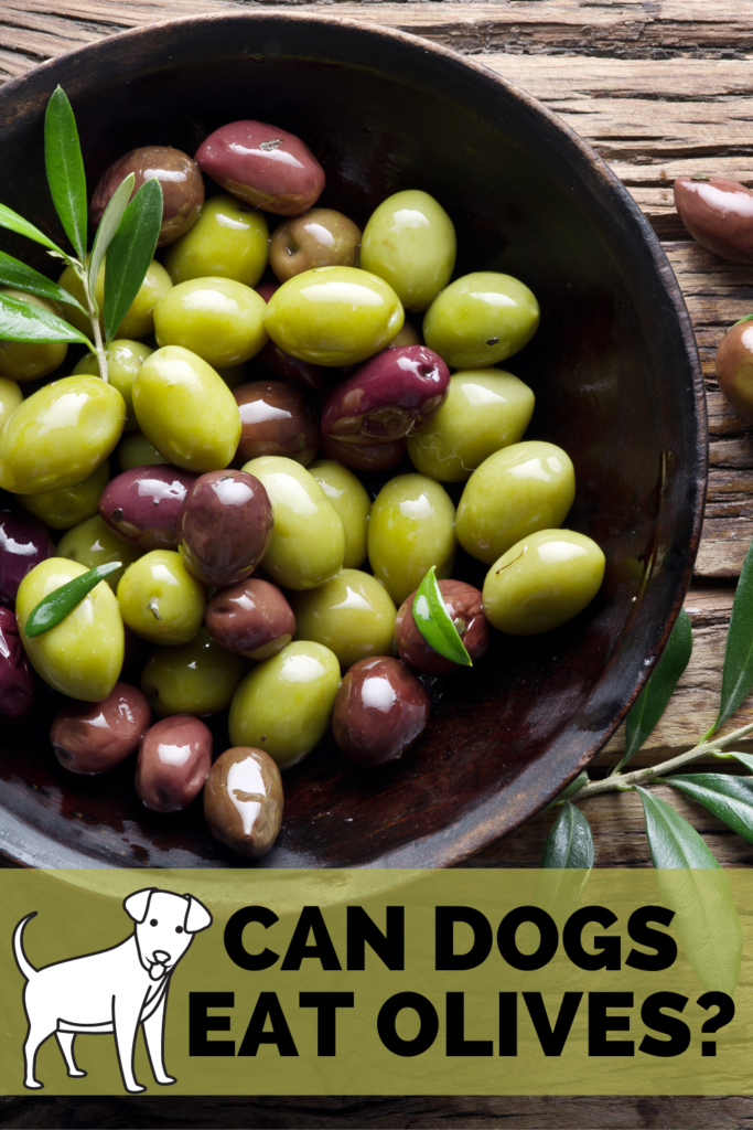A bowl of green and black olives with a text overlay that says can dogs eat olives