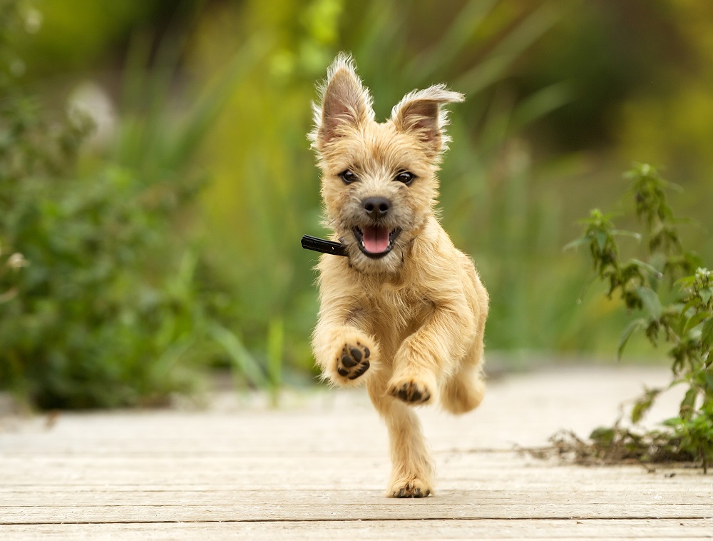 a puppy running outside on a path between some greenery