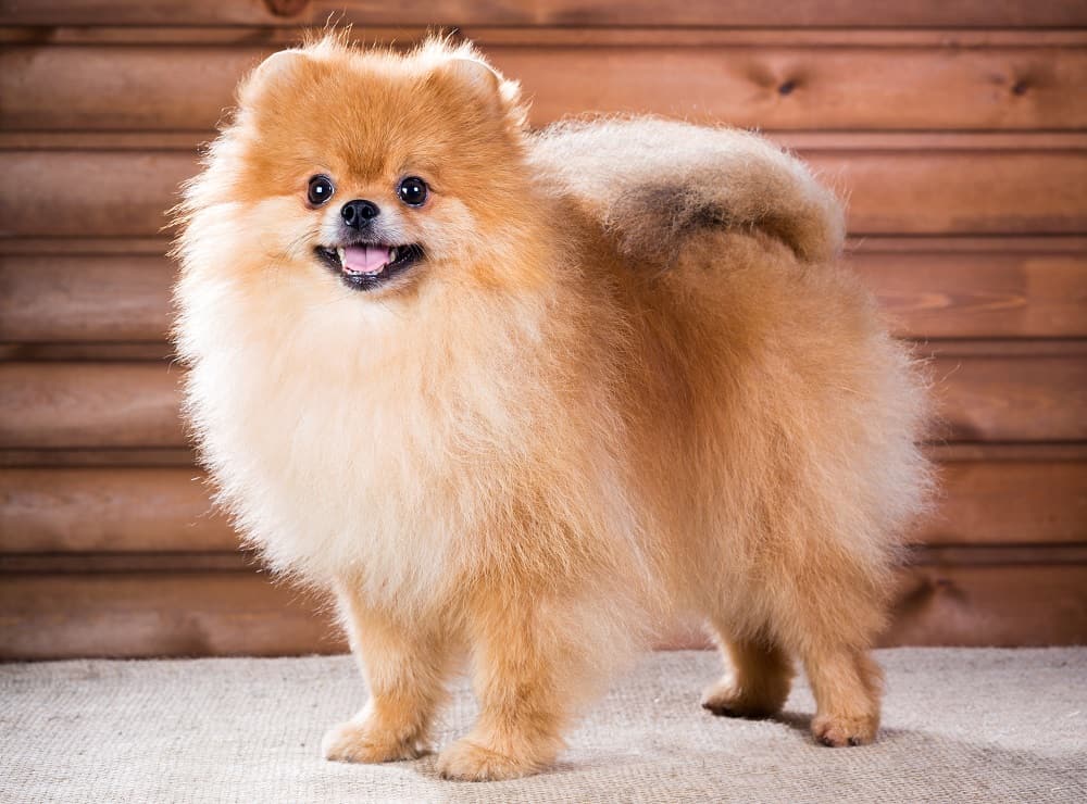 a Pomeranian dog