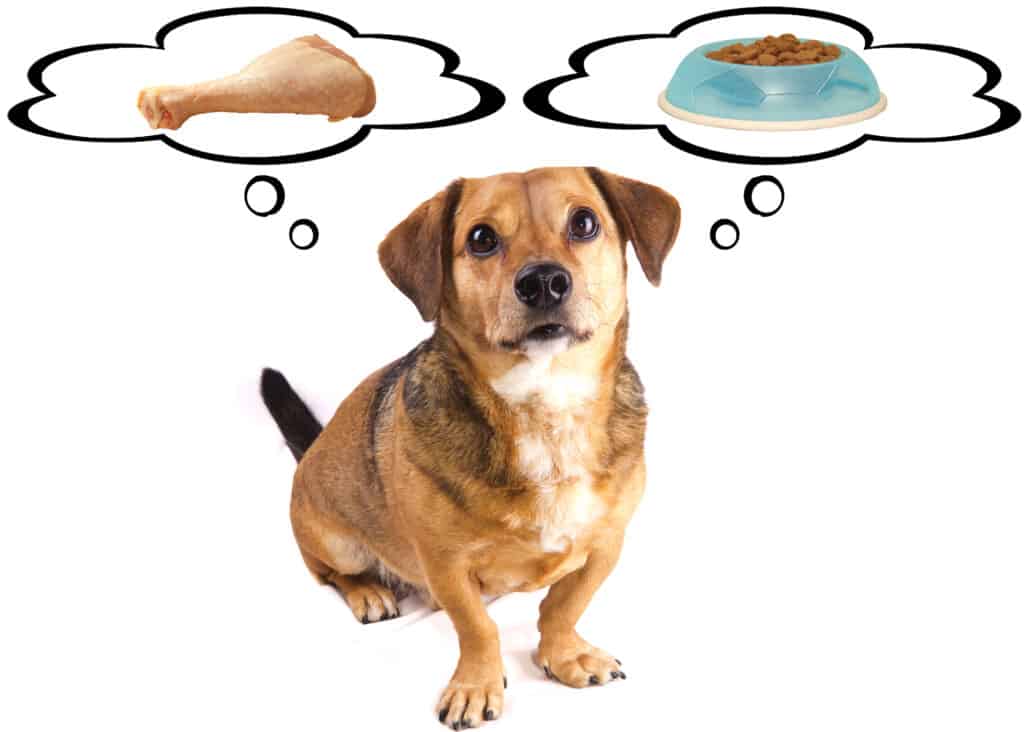 a dog with two thought bubbles, one about regular dog food and one about raw chicken