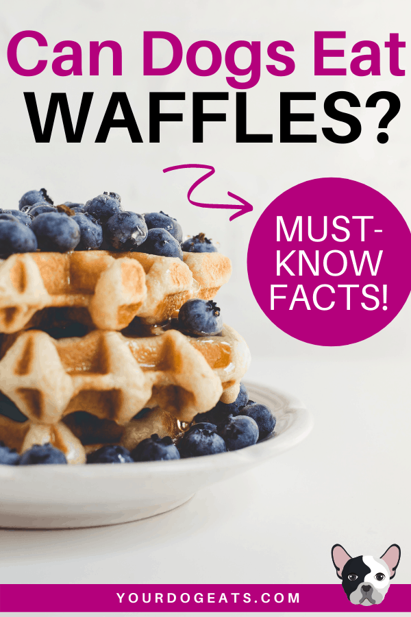 a stack of waffles with blueberries with a text overlay that says can dogs eat waffles