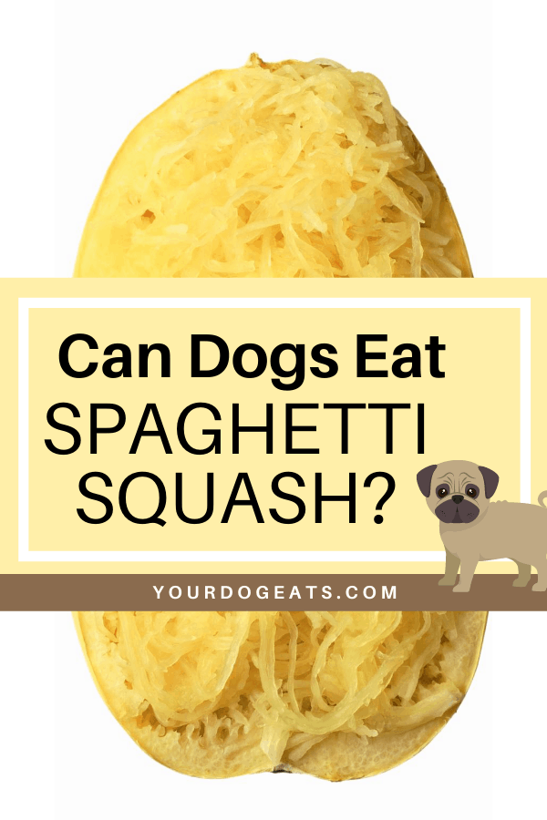 can my dog eat spaghetti sauce