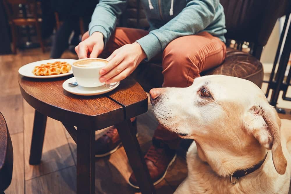 a dog in a cafe with his owner, looking at a plate of waffles and a coffee