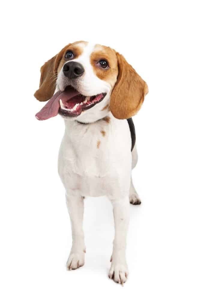 Happy and active young Beagle breed dog looking up with mouth open and tongue out. 