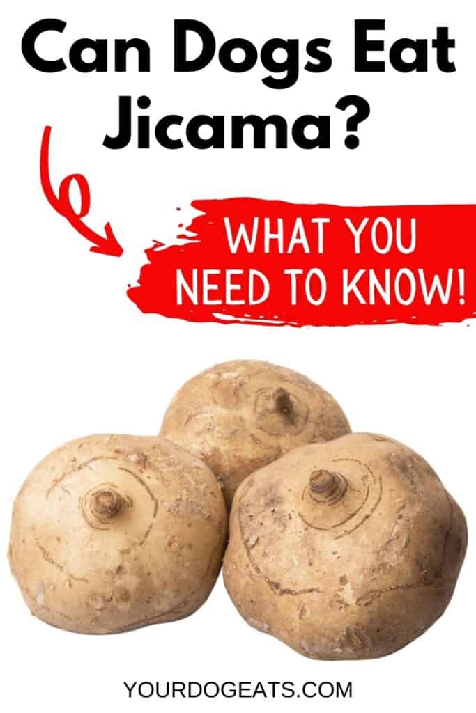 three jicama roots with a text overlay that says can dogs eat jicama