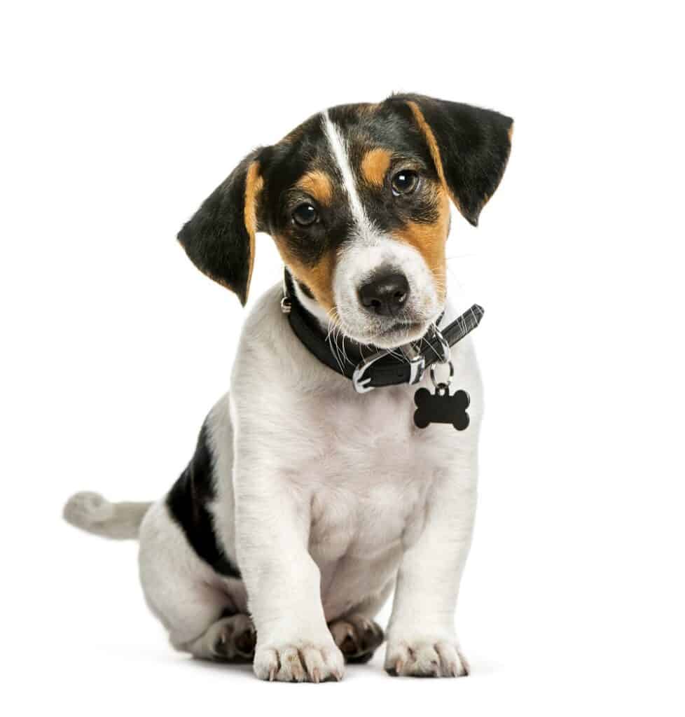 Jack Russell Terrier, 2 months old, sitting in front of white background