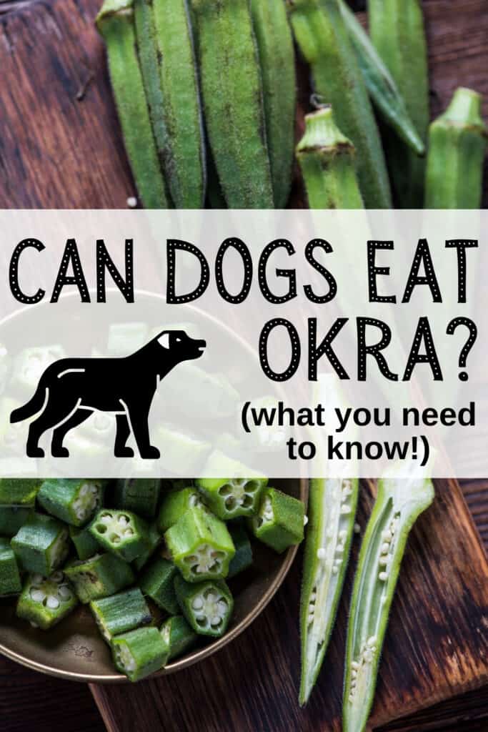 fresh okra and chopped okra with a text overlay that says can dogs eat okra