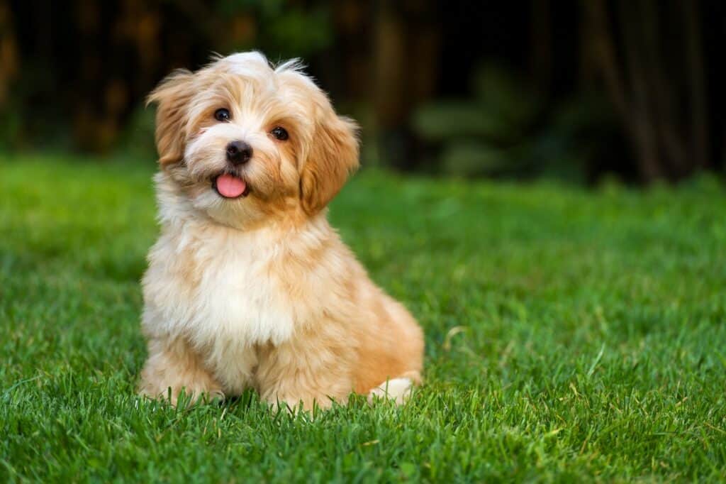 a happy puppy sitting on the grass