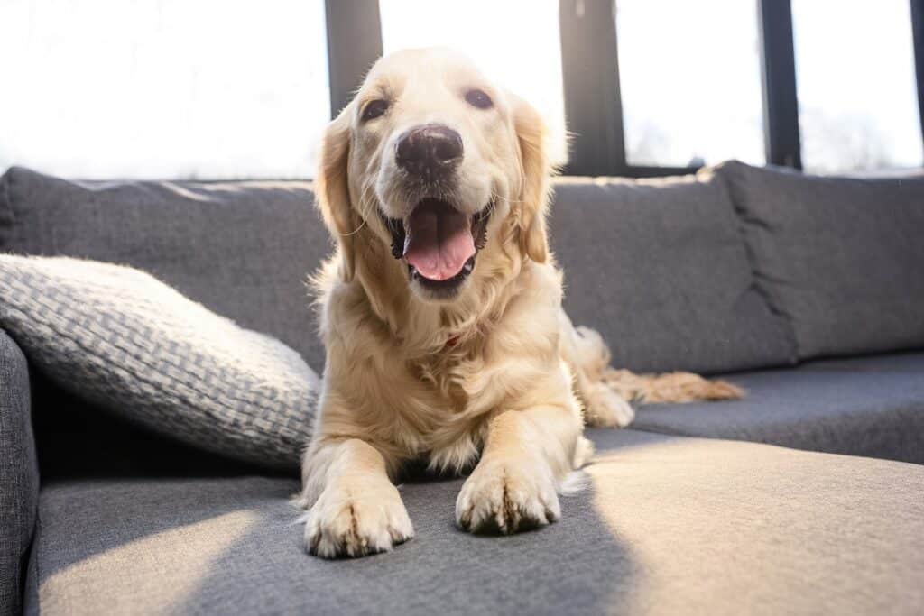 A golden retriever sitting on a couch.