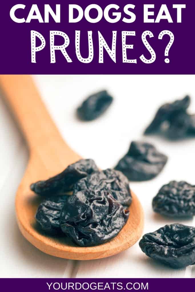 Several prunes on a wooden spoon with a text overlay that says can dogs eat prunes.