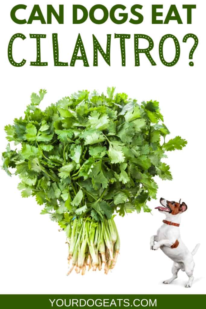 A bunch of cilantro and a dog on a white background, with a text overlay that says can dogs eat cilantro.