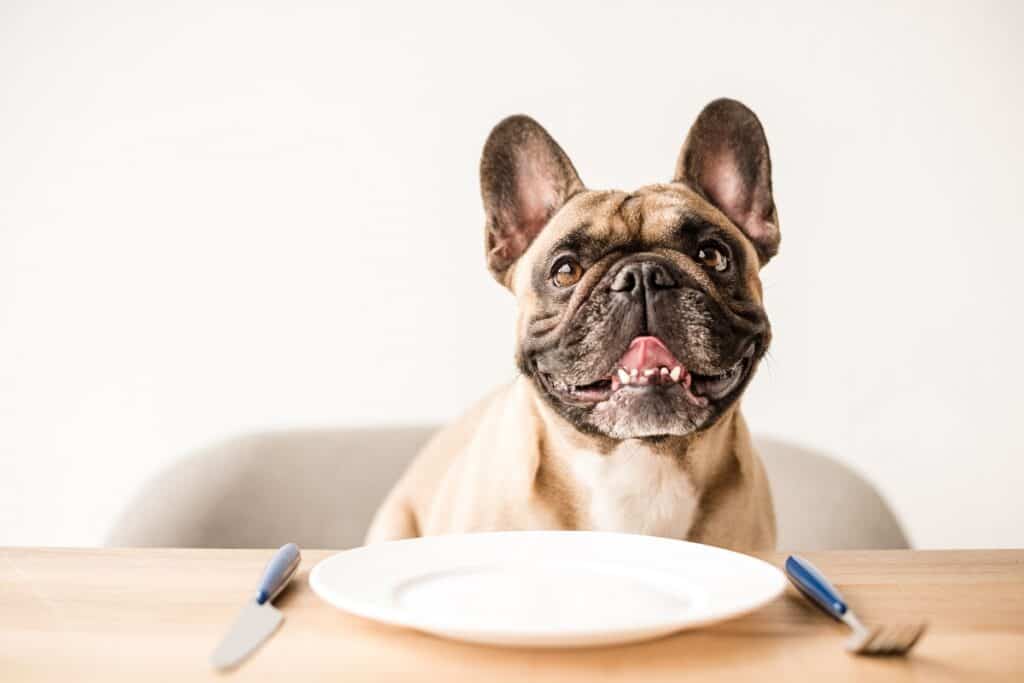 A dog sitting at the table with a plate in front of him.
