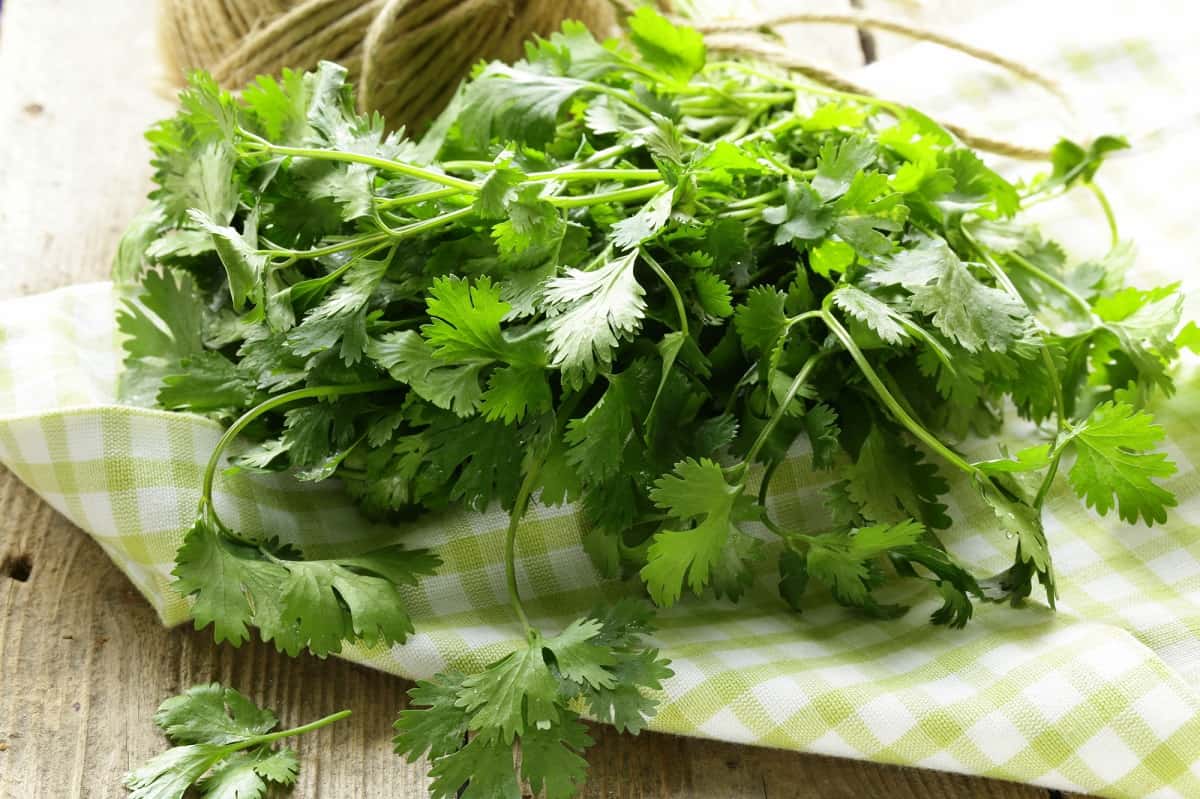 Can Dogs Eat Cilantro? | Your Dog Eats