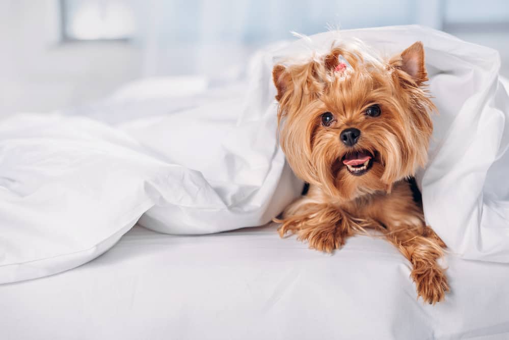 A cute small dog sitting on a bed wrapped in the covers.