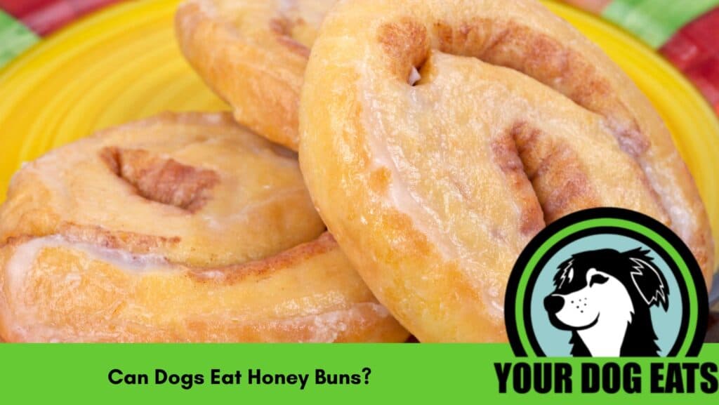 Three honey buns on a yellow plate with the caption can dogs eat honey buns