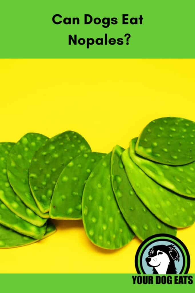 A large pile of nopales on a yellow background with the caption "can dogs eat nopales" below. 