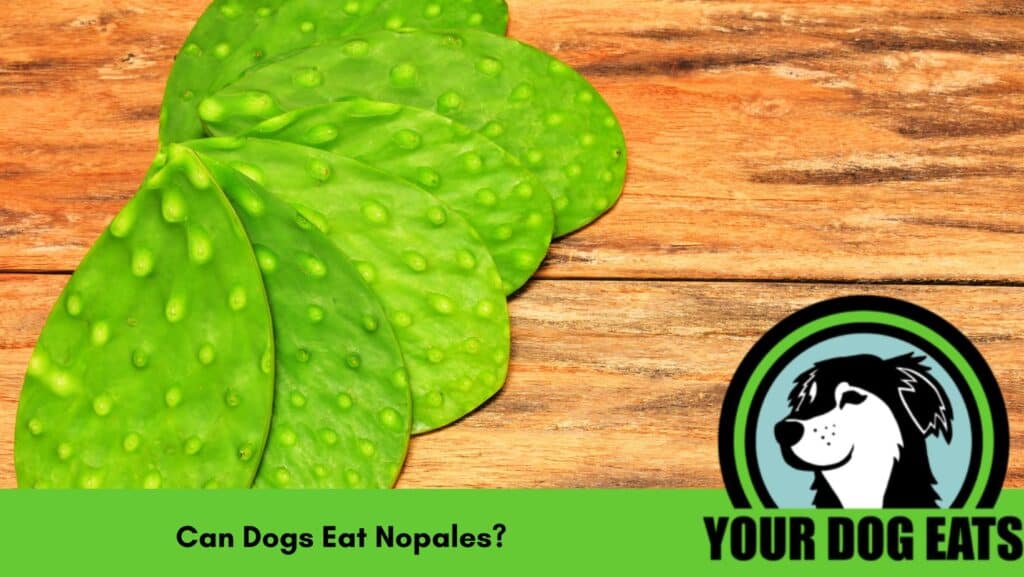 Several nopales on a wooden table with the caption "can dogs eat nopales" below. 